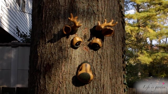 Faces in the Woods Deer